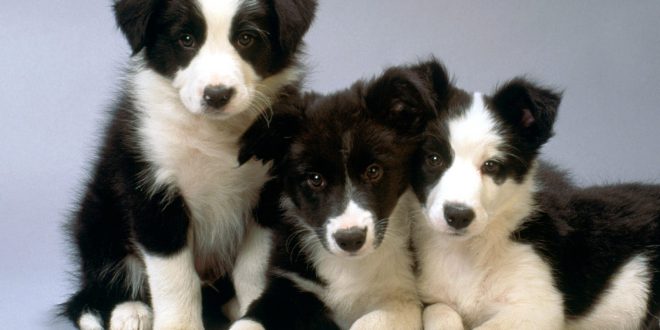 Filhote-de-Border-Collie-Puro-4-660x330