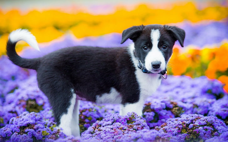 dogs-border-collie-animal-dog-wallpaper-preview