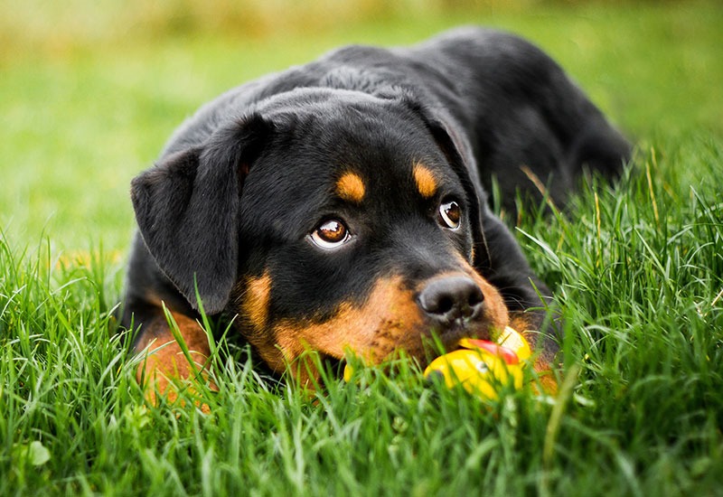 filhote-de-rottweiler_3