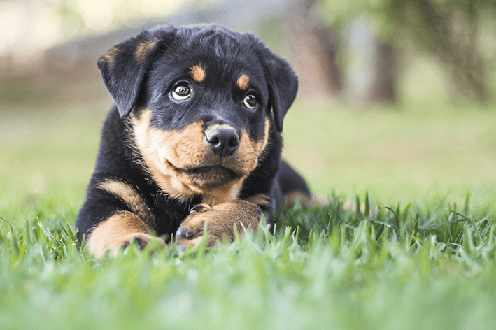 rottweiler-filhote-capa